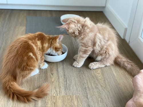 Customer photo review of Wild Instinct / Ultra Premium - Adult /Kitten - Mittel & grosse Rassen