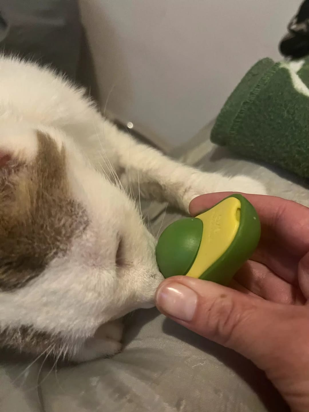 Customer photo review of Kittycado -  Natuurlijke Kalmerende Kauwspeeltje