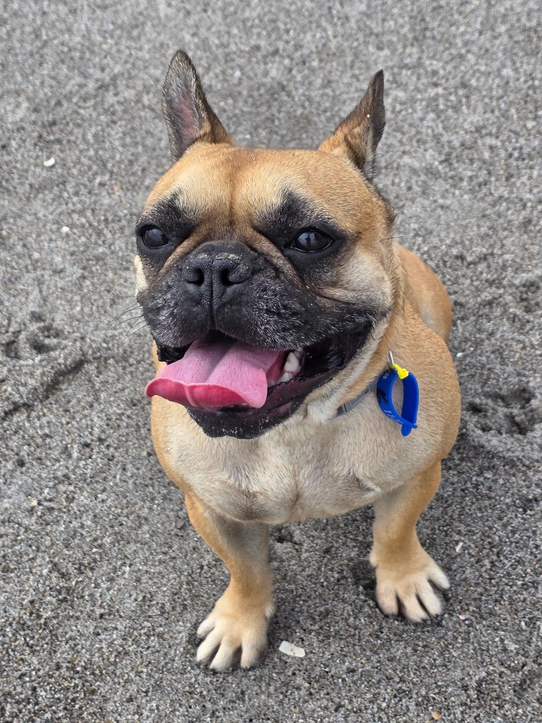 Customer photo review of Probiotic Gut Health Chews for Dogs