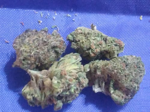 Customer photo review of Burger Breath - Bulk - Indica