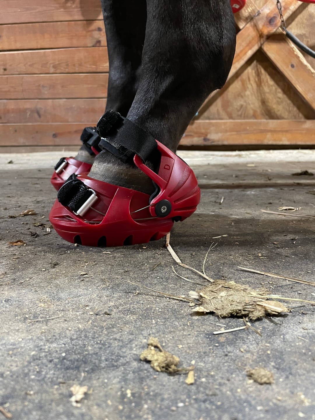 Customer photo review of Renegade® Viper Shield™ Hoof Boot - Dragon Fire Red