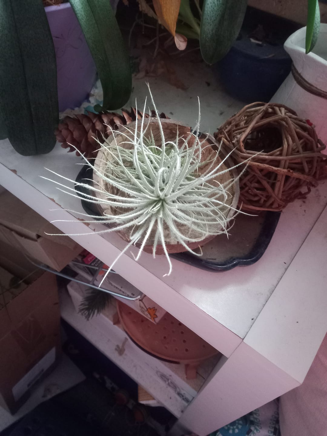 Customer photo review of Tillandsia tectorum "snow"