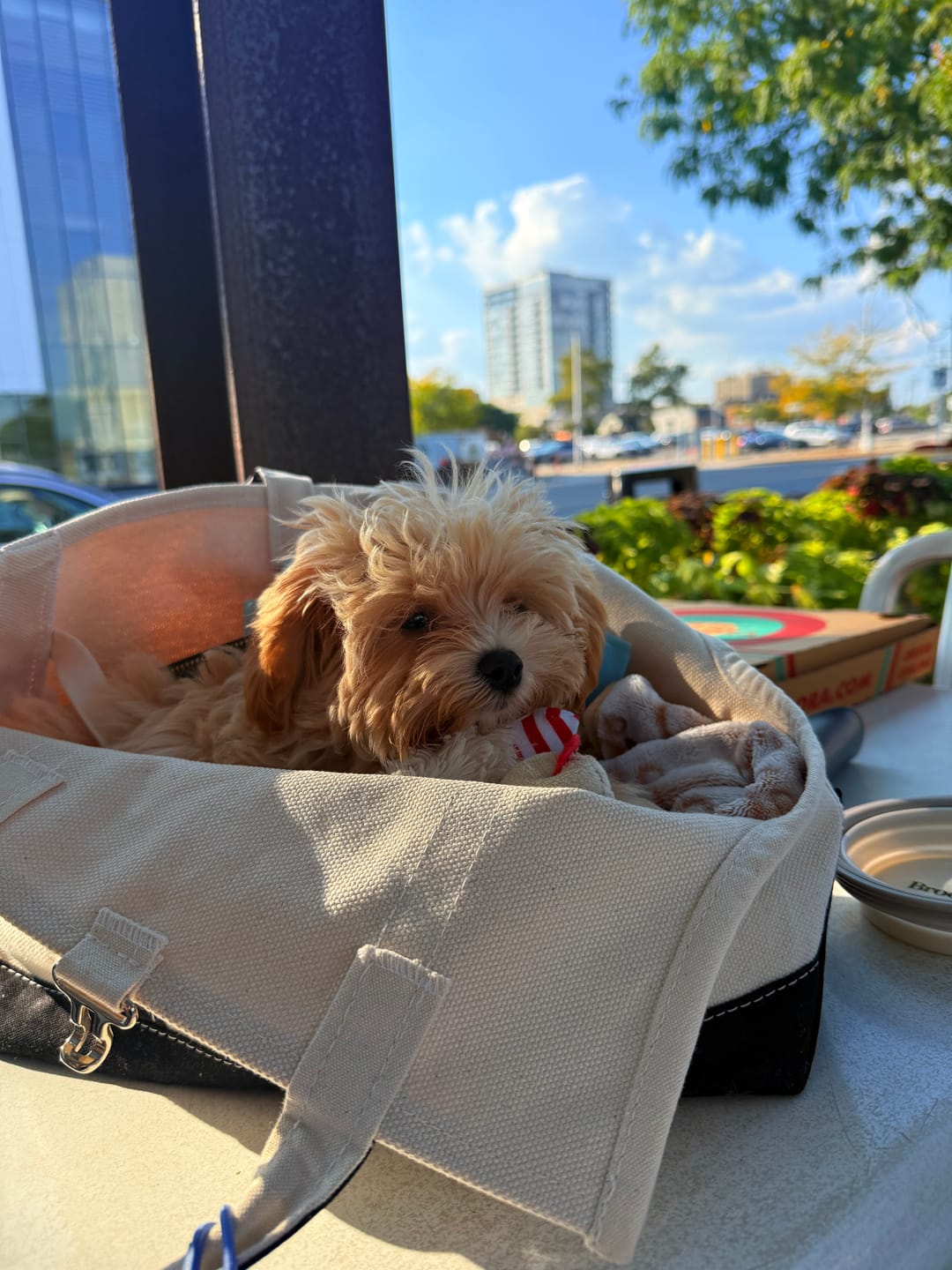 Customer photo review of Boat Canvas Carrier - Classic