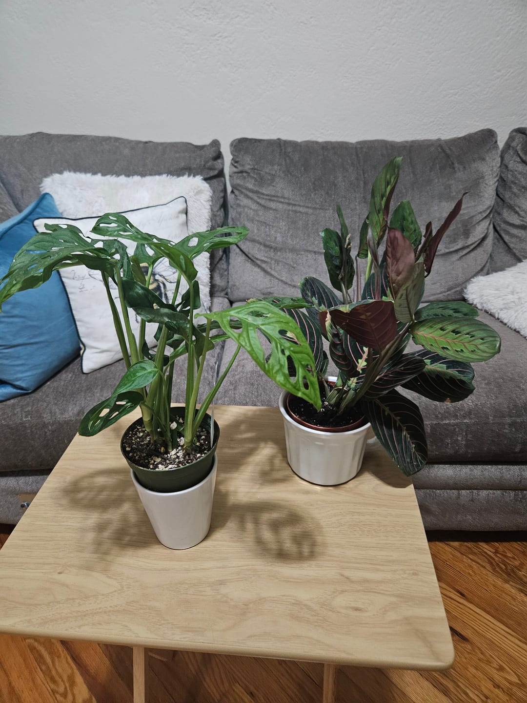 Customer photo review of Monstera adansonii Wide Leaf