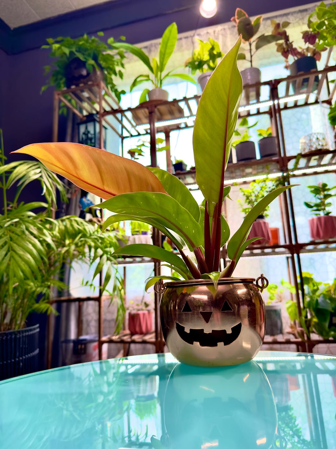 Customer photo review of Philodendron 'Prince of Orange'
