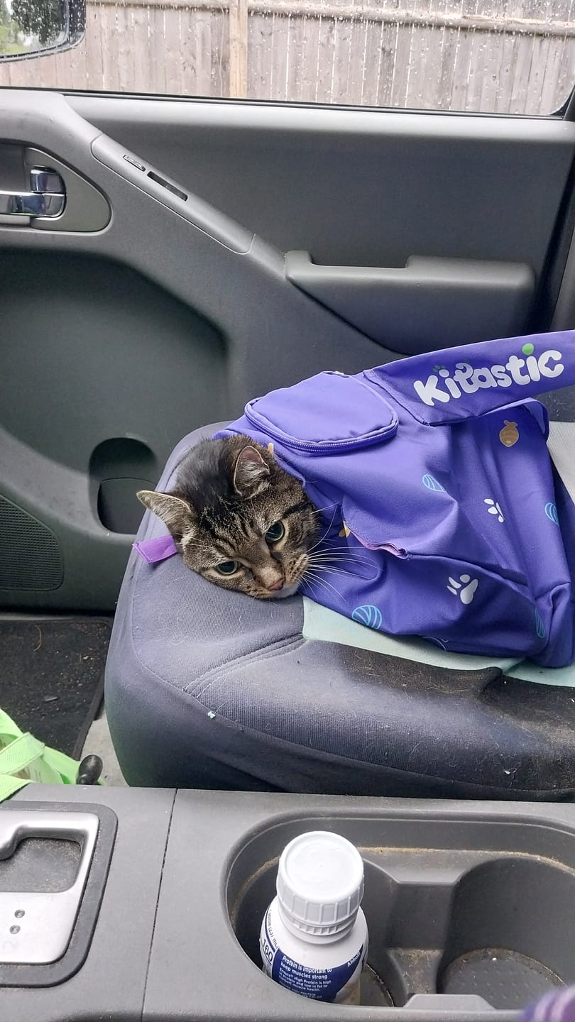 Customer photo review of Kitastic Cat Carrier