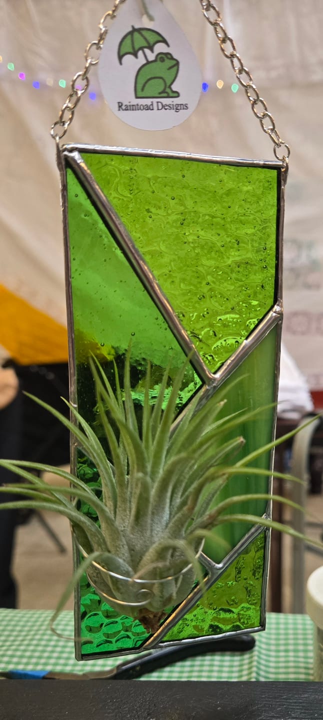 Customer photo review of Wholesale Ionantha Guatemala Medium  (Minimum Order 10)