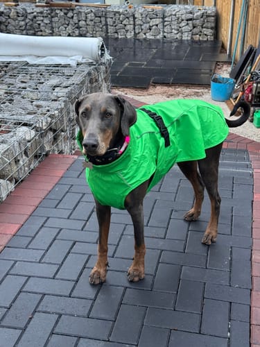 Customer photo review of Vimy & DryDogs Lightweight Waterproof Raincoat with Harness Hole Zip