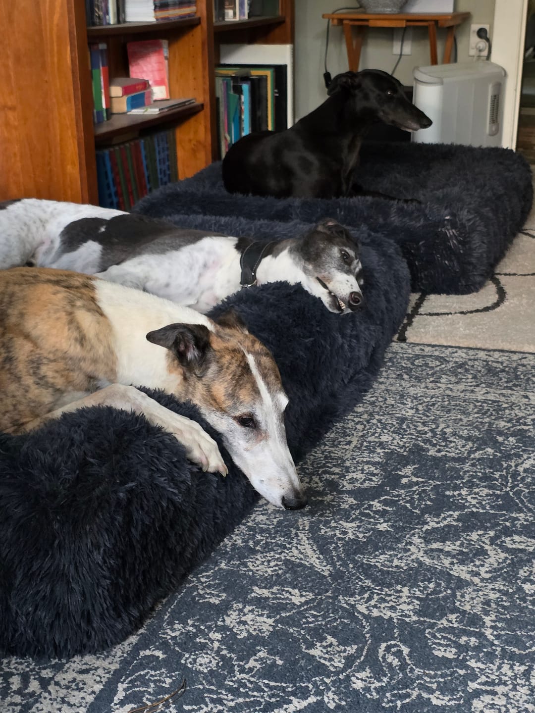 Customer photo review of Calming Cover