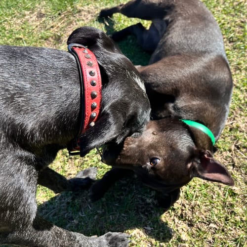 Customer photo review of Hand Made Leather Dog Collar - Ruthless Red & Black (Slim Fit)