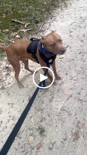 Customer video review of No Pull Bully Proof Harness