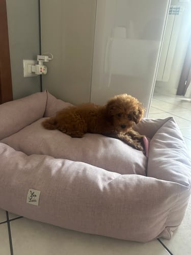 Customer photo review of Divanetto Mattias Rosa Tenue (Soft Touch)