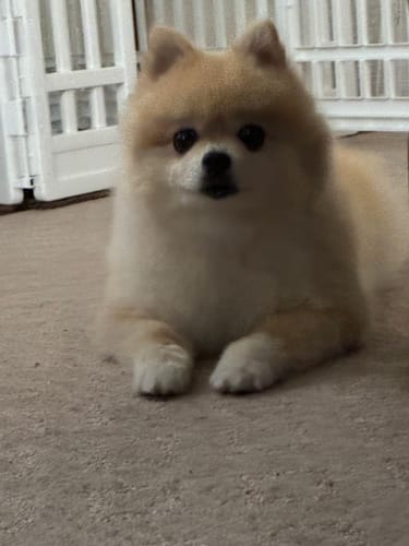 Customer photo review of FunFunPet 高機能ハーネス（お名前タグ作成サービス付き）