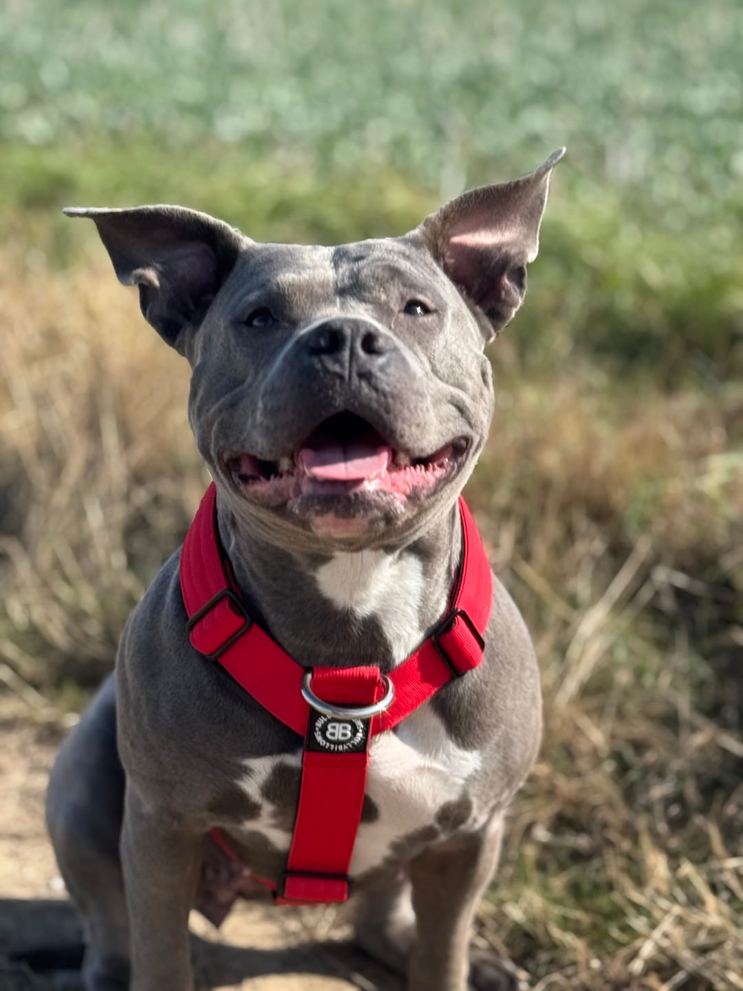 Customer photo review of Training Anti Pull TRI-Harness® | M-XL Breeds - Red