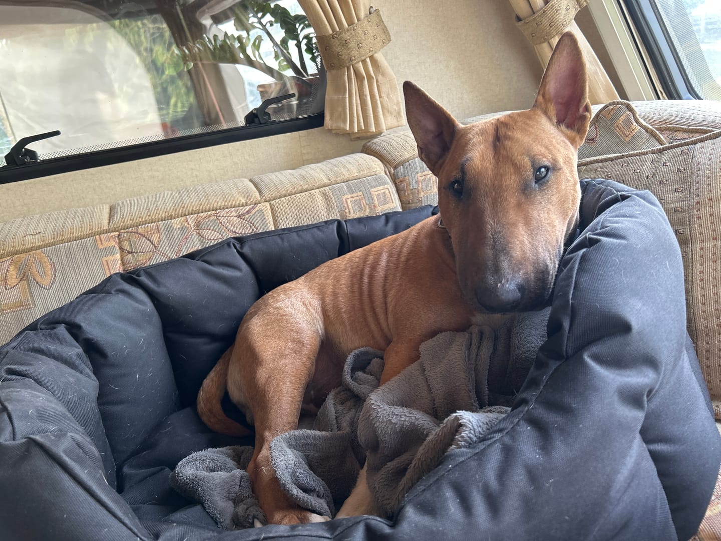 Customer photo review of Country Dog Heavy Duty Oval Waterproof Bed