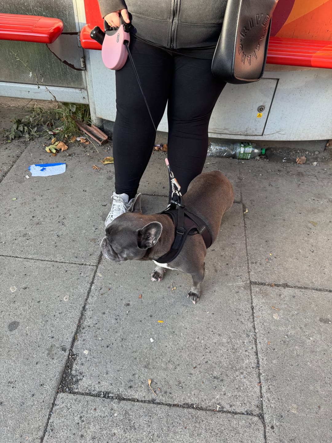 Customer photo review of Boomerang Harness - XS-M Breeds - Black