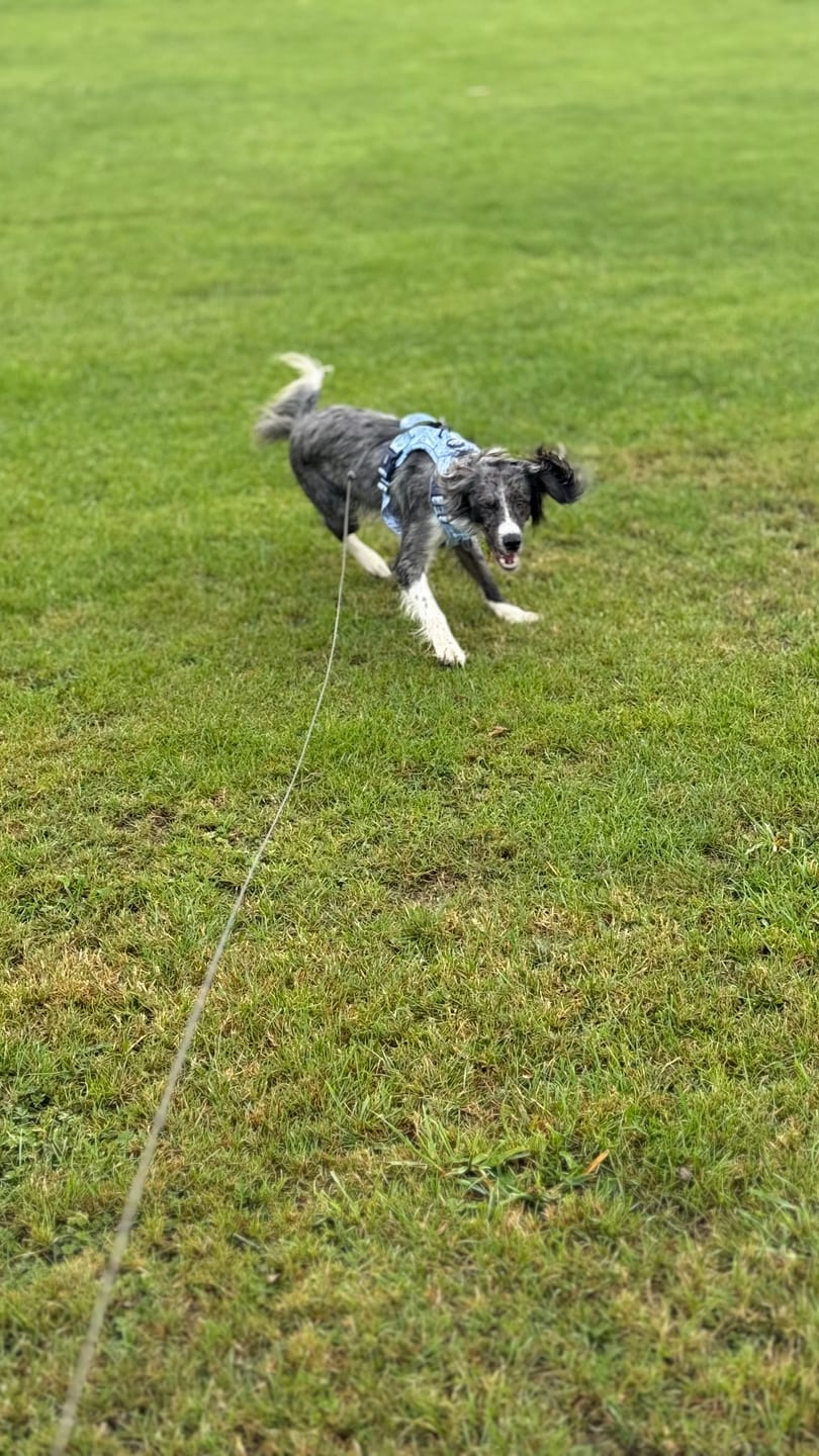 Customer photo review of Disney© Tough Trails™ Harness - Eeyore