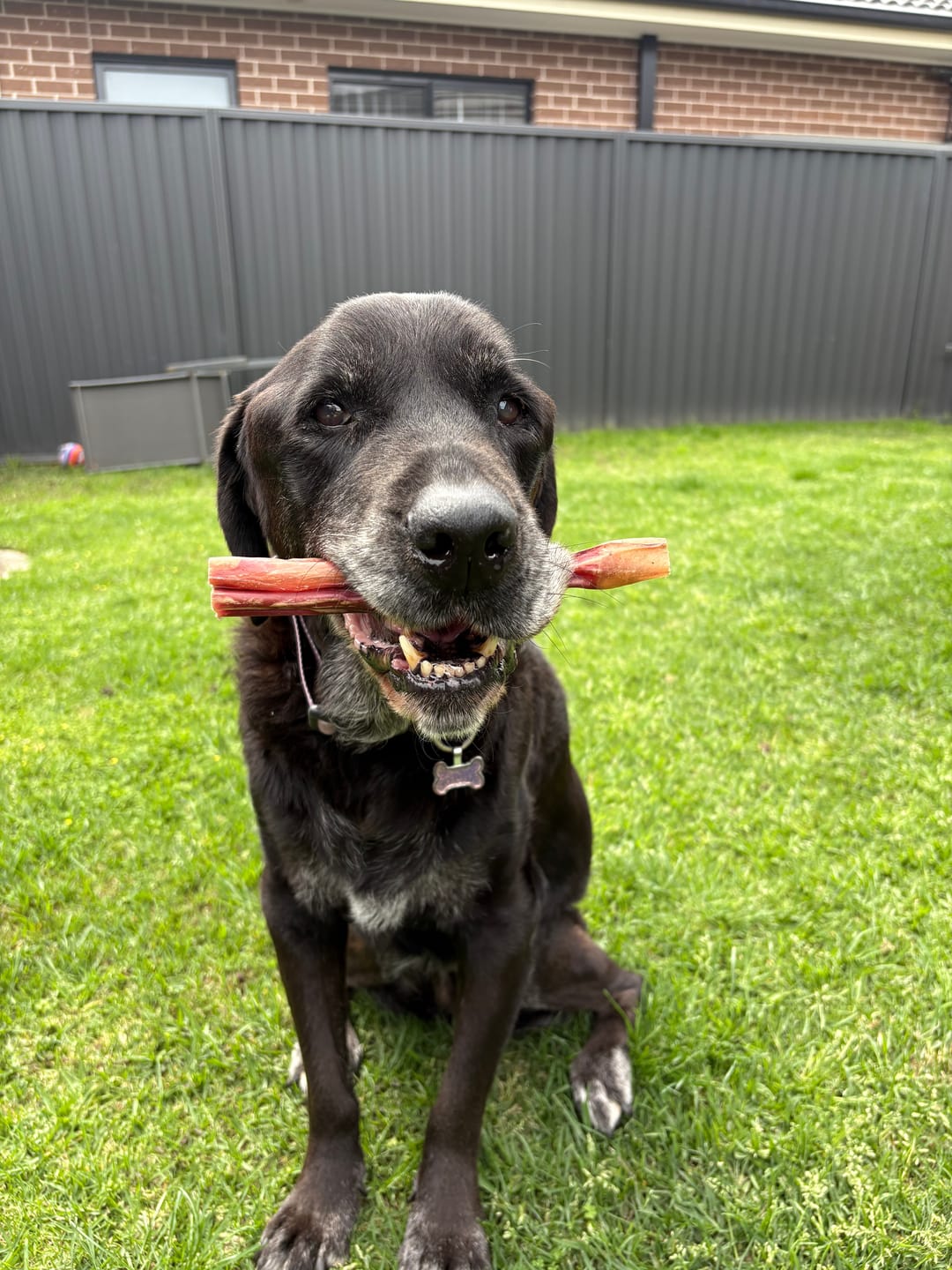 Customer photo review of Australian Beef Bully Sticks 8"