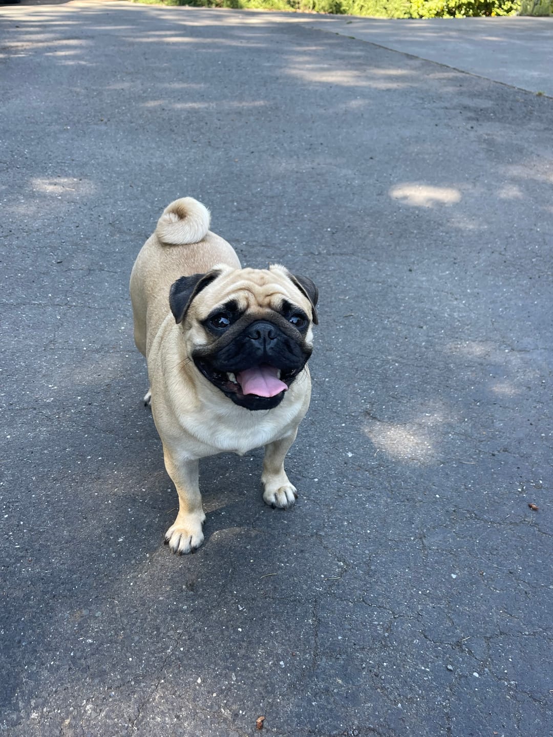 Customer photo review of 12 Inch Standard Braided Bully Stick