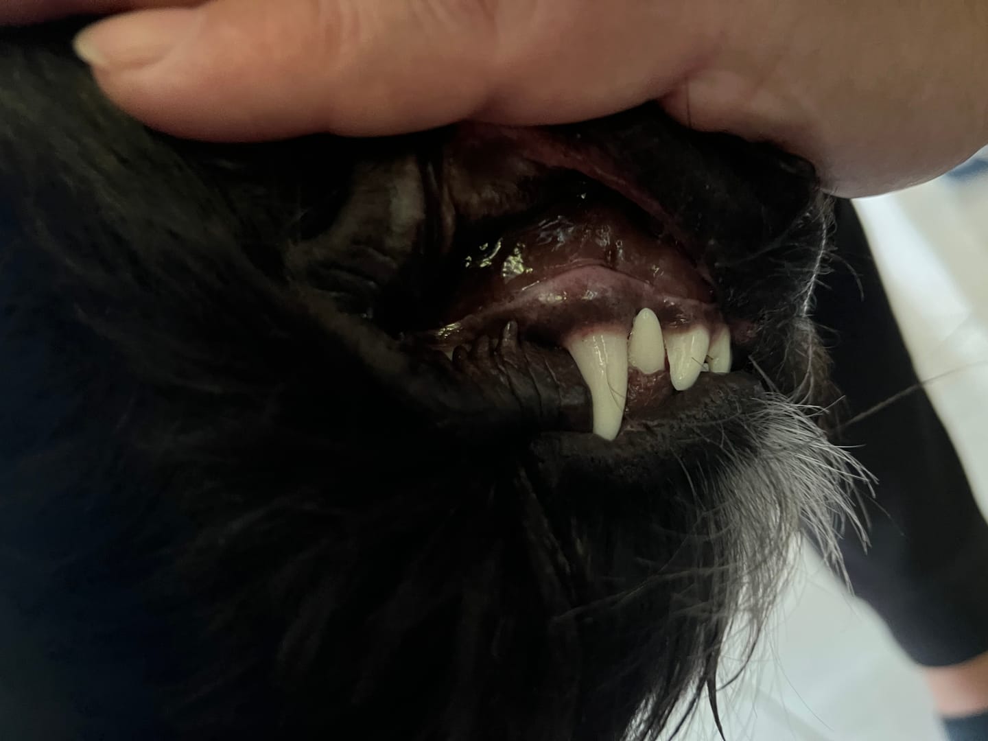 Customer photo review of Kräuter Dentals für Hunde zur Zahn- und Darmpflege (150g)