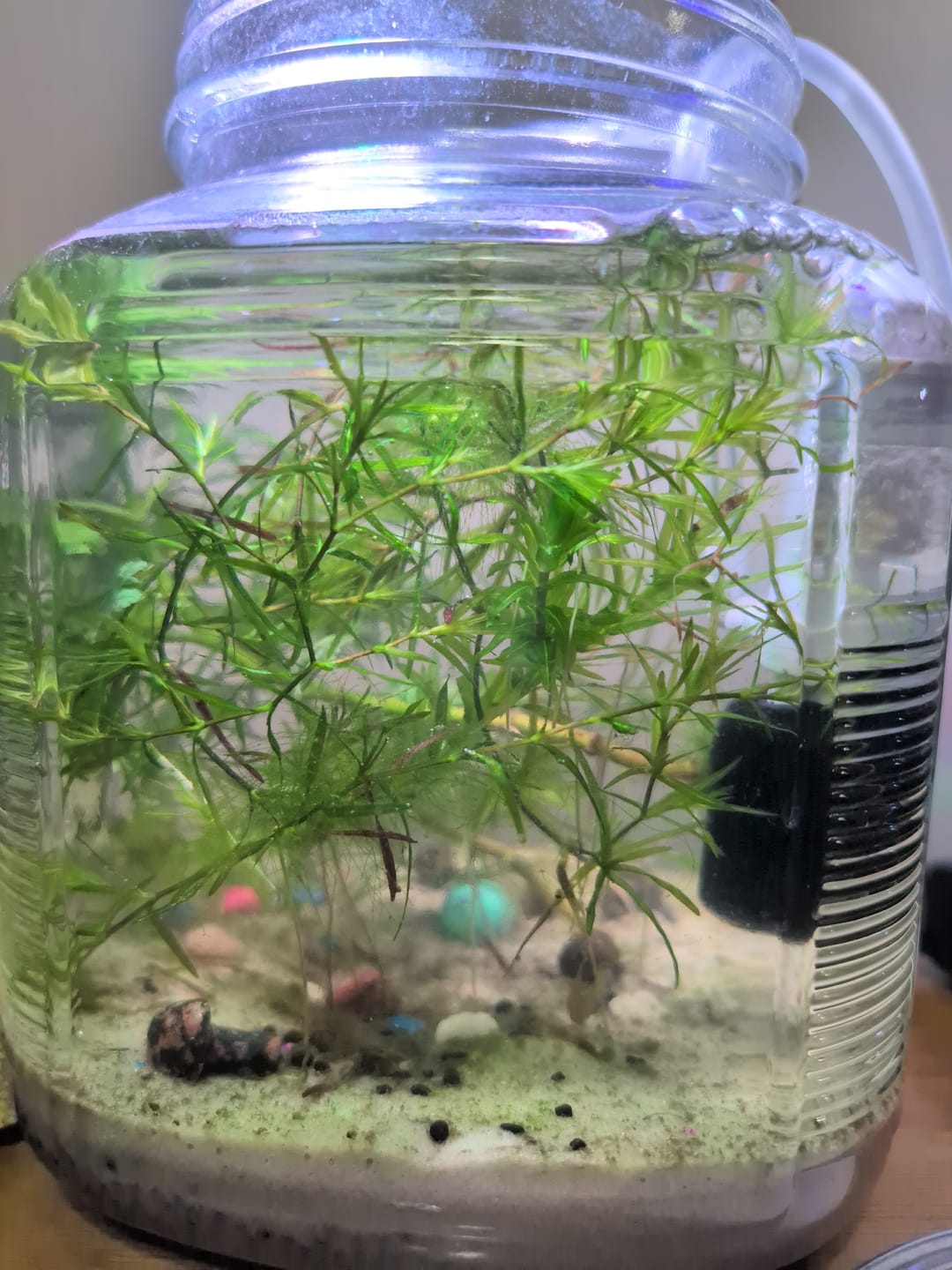 Customer photo review of RAMSHORN SNAILS (ASSORTED BLUE, PINK,GREY,GOLD)