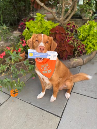 Customer photo review of BEST BARKIN' WIPES™
