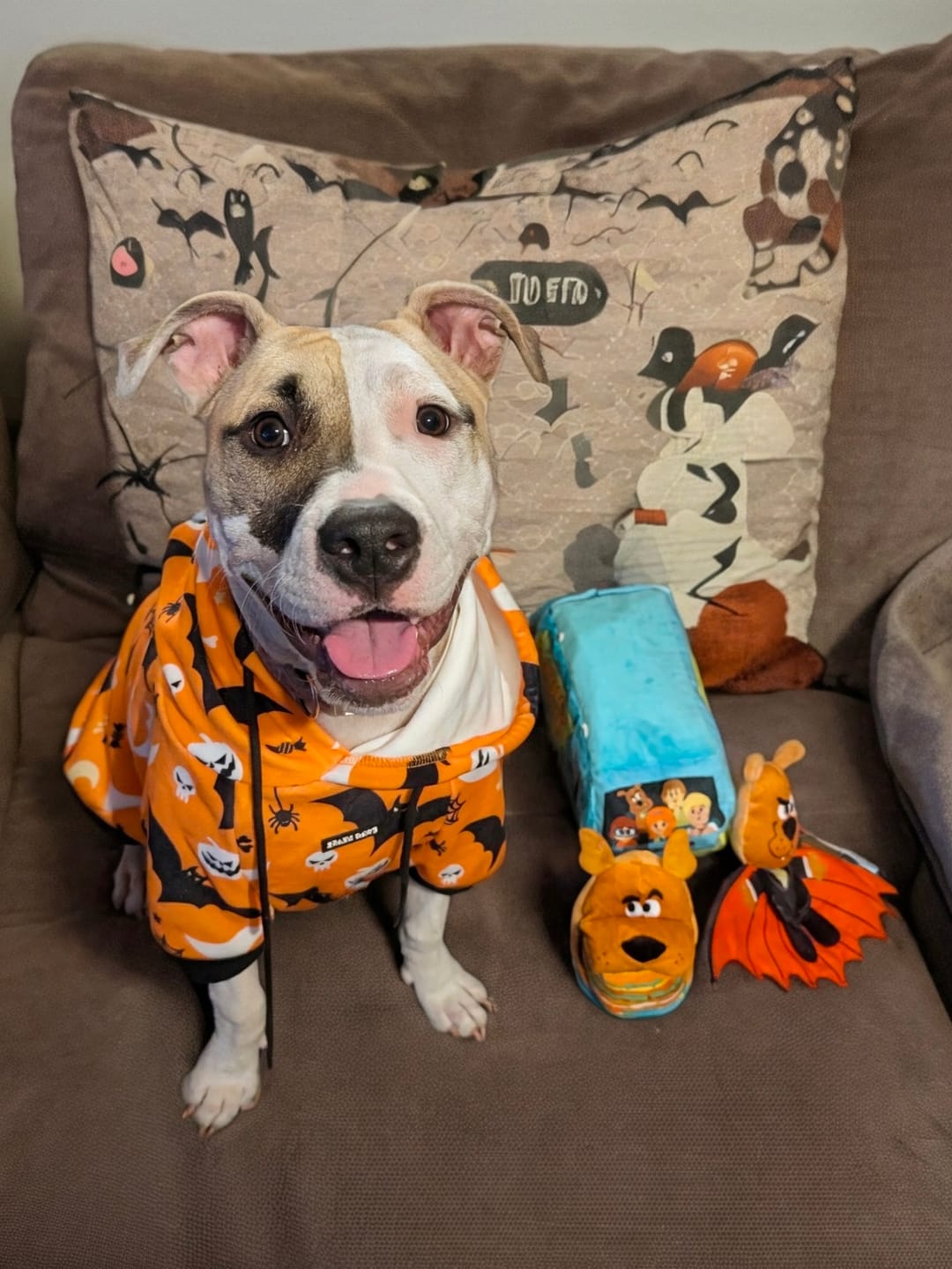 Customer photo review of Halloween Dog Hoodie - Orange