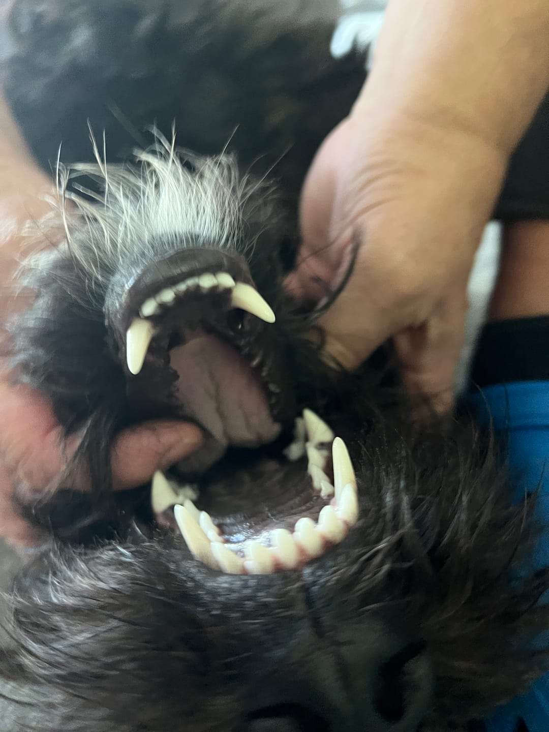 Customer photo review of Silberling: Antibakterieller Zahnpflege-Fingerling für Hunde mit Silberionen