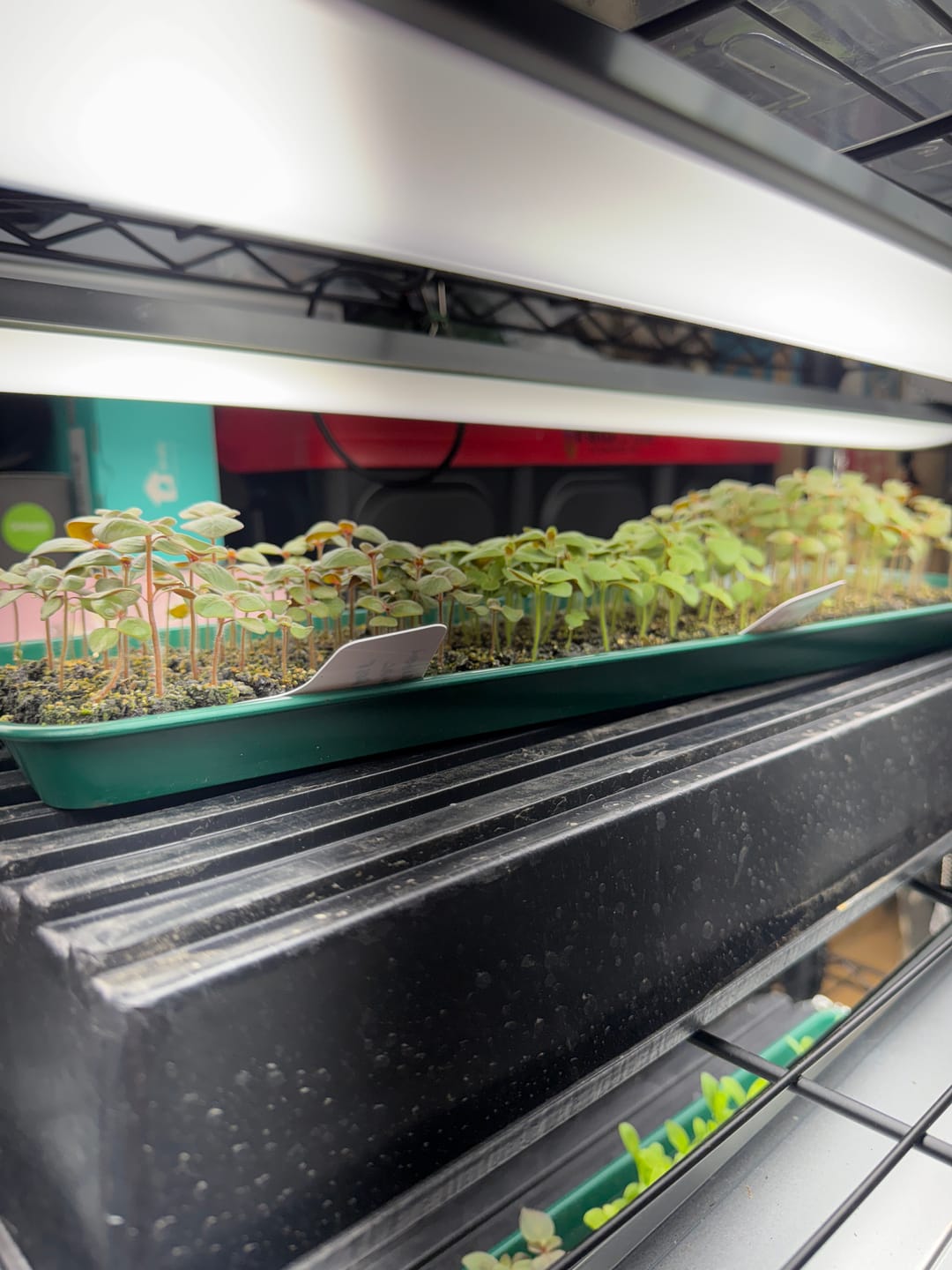 Customer photo review of Blocker Trays, Reusable Plastic*