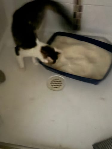 Customer photo review of 1 Month Supply - 1 Cat - One-Time Purchase