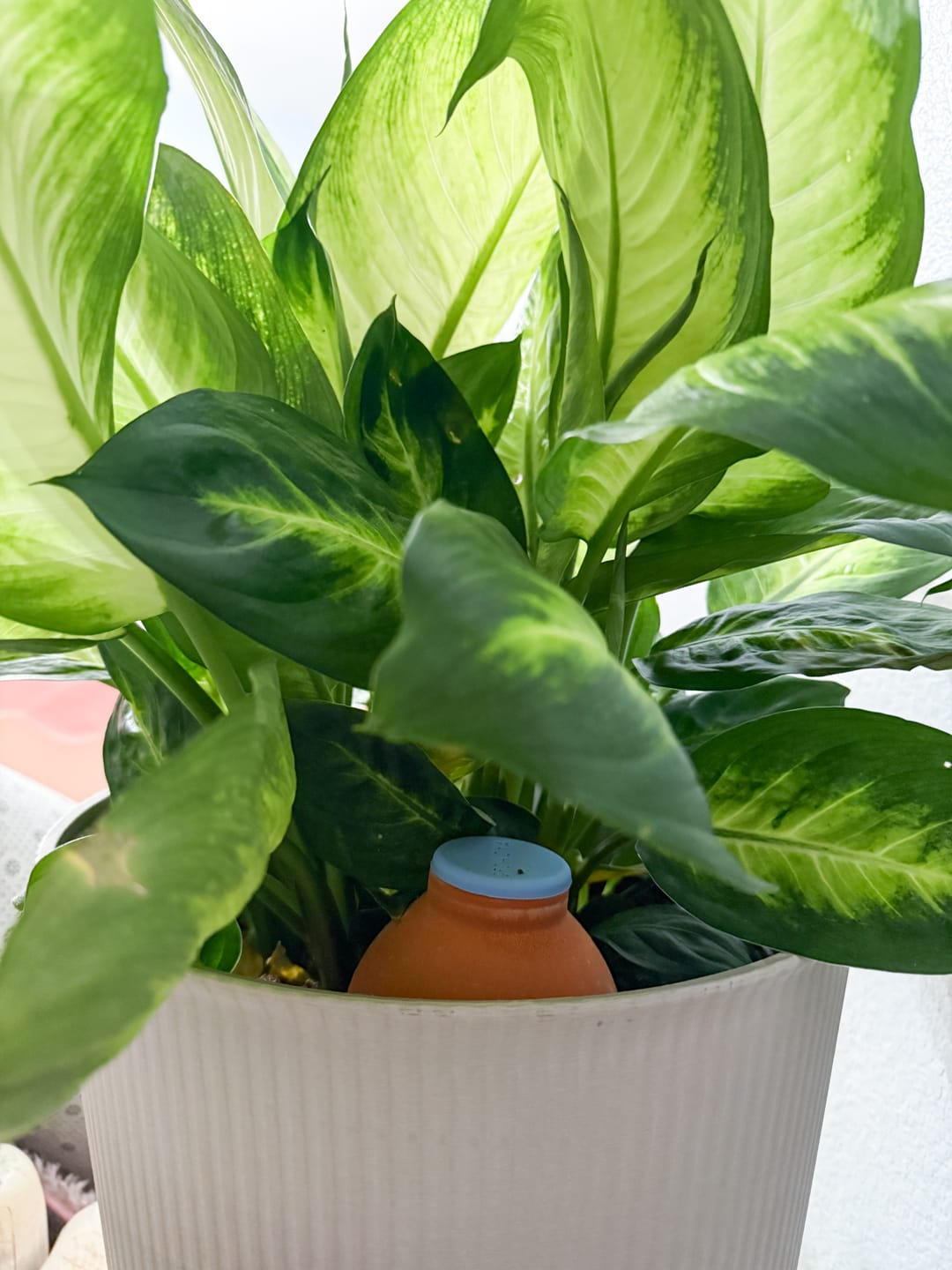 Customer photo review of Oya™ Watering Spike