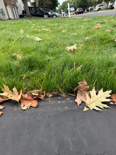 Customer photo review of GCI Turf Type Tall fescue Grass Seed