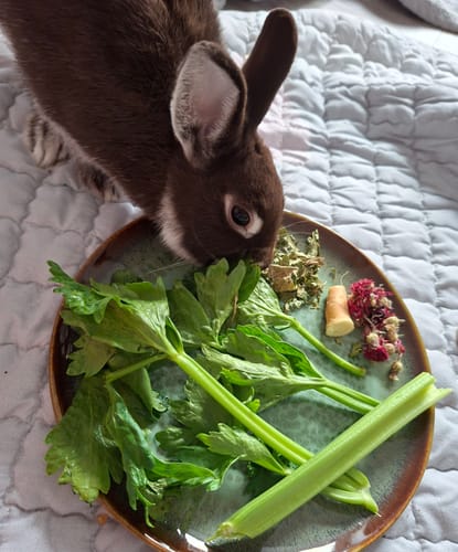 Customer photo review of Feuille de noisetier séchée
