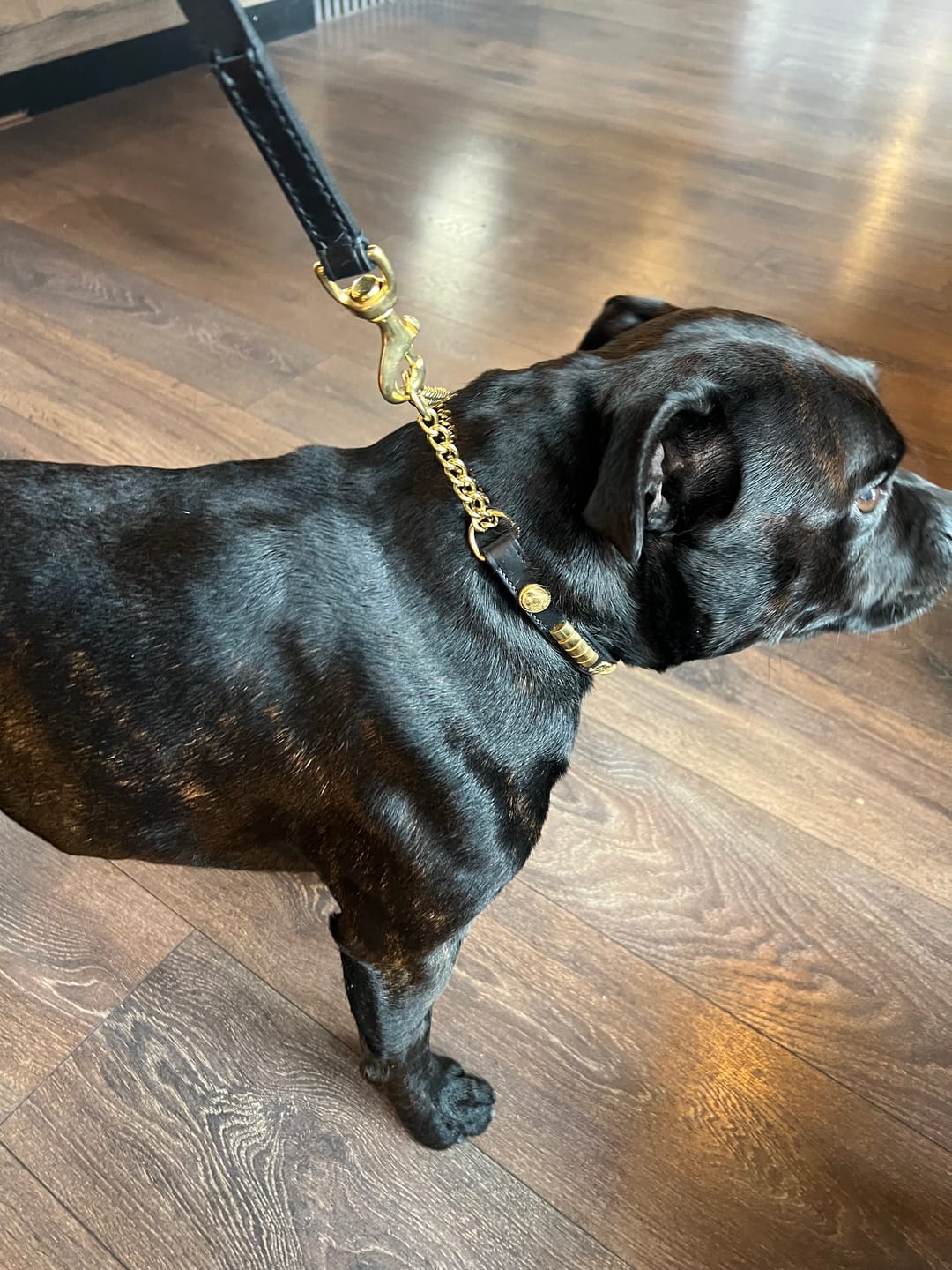 Customer photo review of Staffordshire Bull Terrier 1935® Show Half Check Collar & Leash Set - Champion - Black & Gold