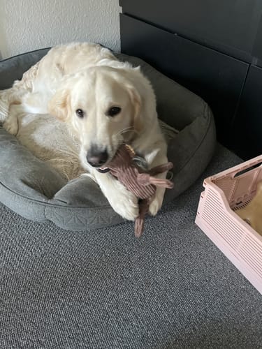 Customer photo review of Aben Anders, 27 cm
