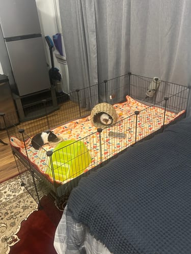 Customer photo review of 4x2 C&C Cage with Loft & Stand