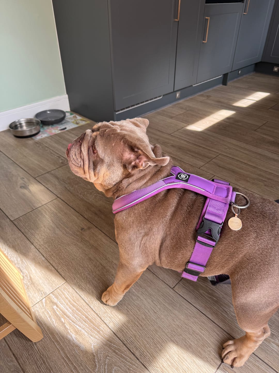 Customer photo review of Slip on Harness | Foam Padded - Purple