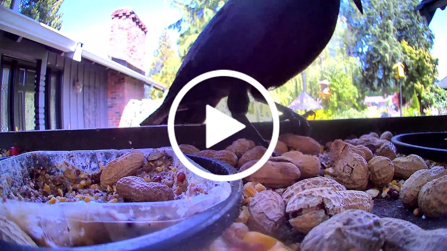 Customer video review of Birdfy Feeder Ebony - Wooden Smart Bird Feeder