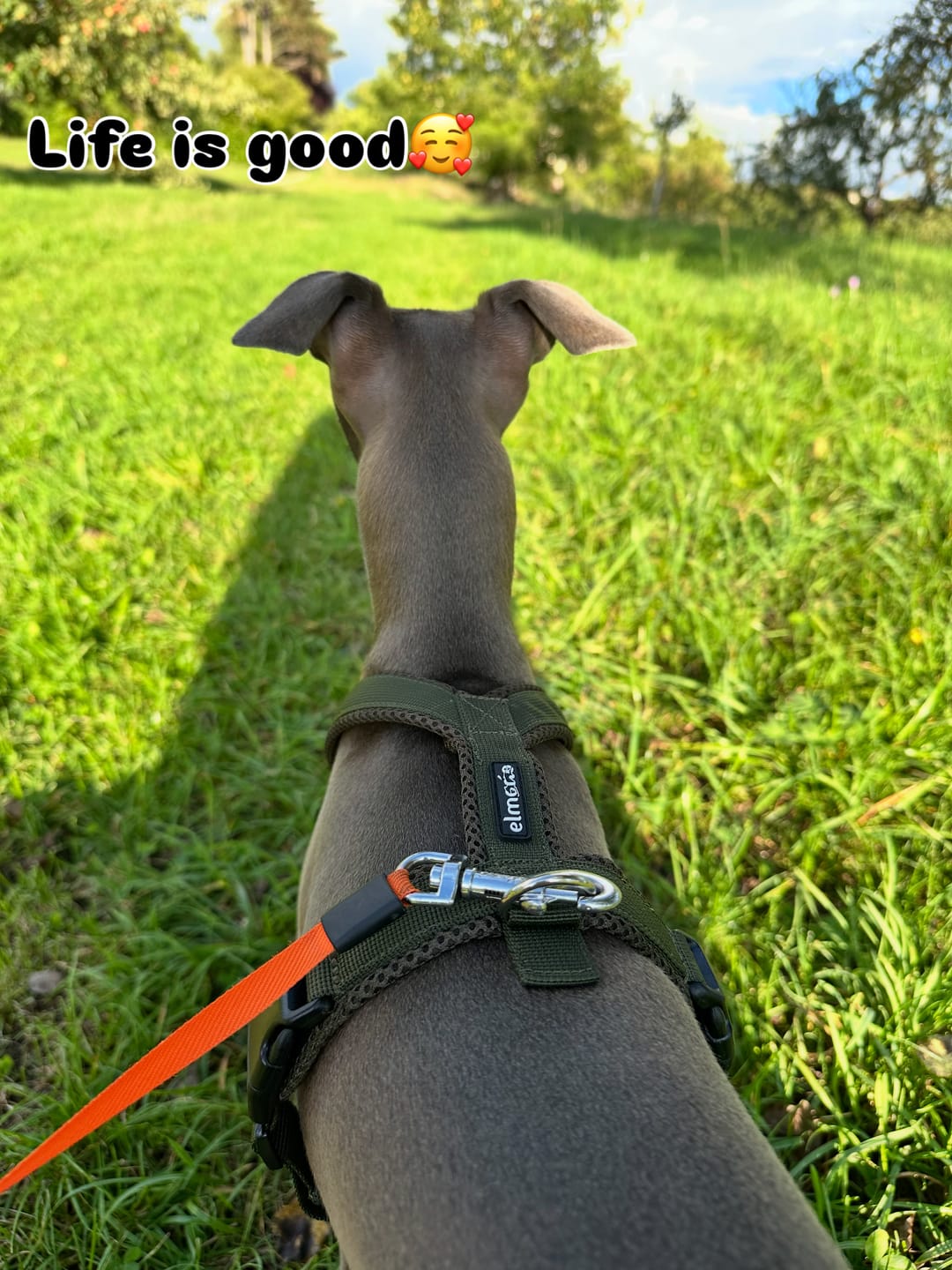 Customer photo review of Windhundgeschirr FUN Welpe/Windspiel "Mountain Green"