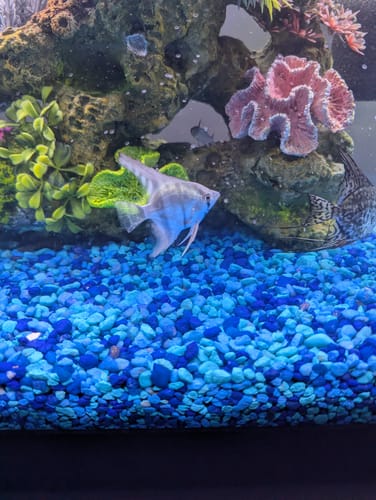 Customer photo review of Blue Zebra Angelfish