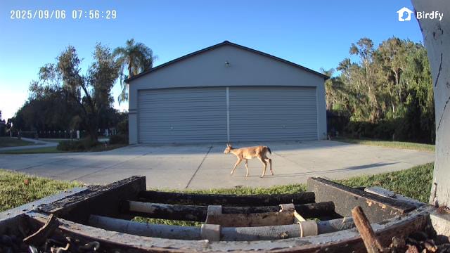 Customer photo review of Birdfy Cam - Versatile Standalone Backyard Birdwatching Camera