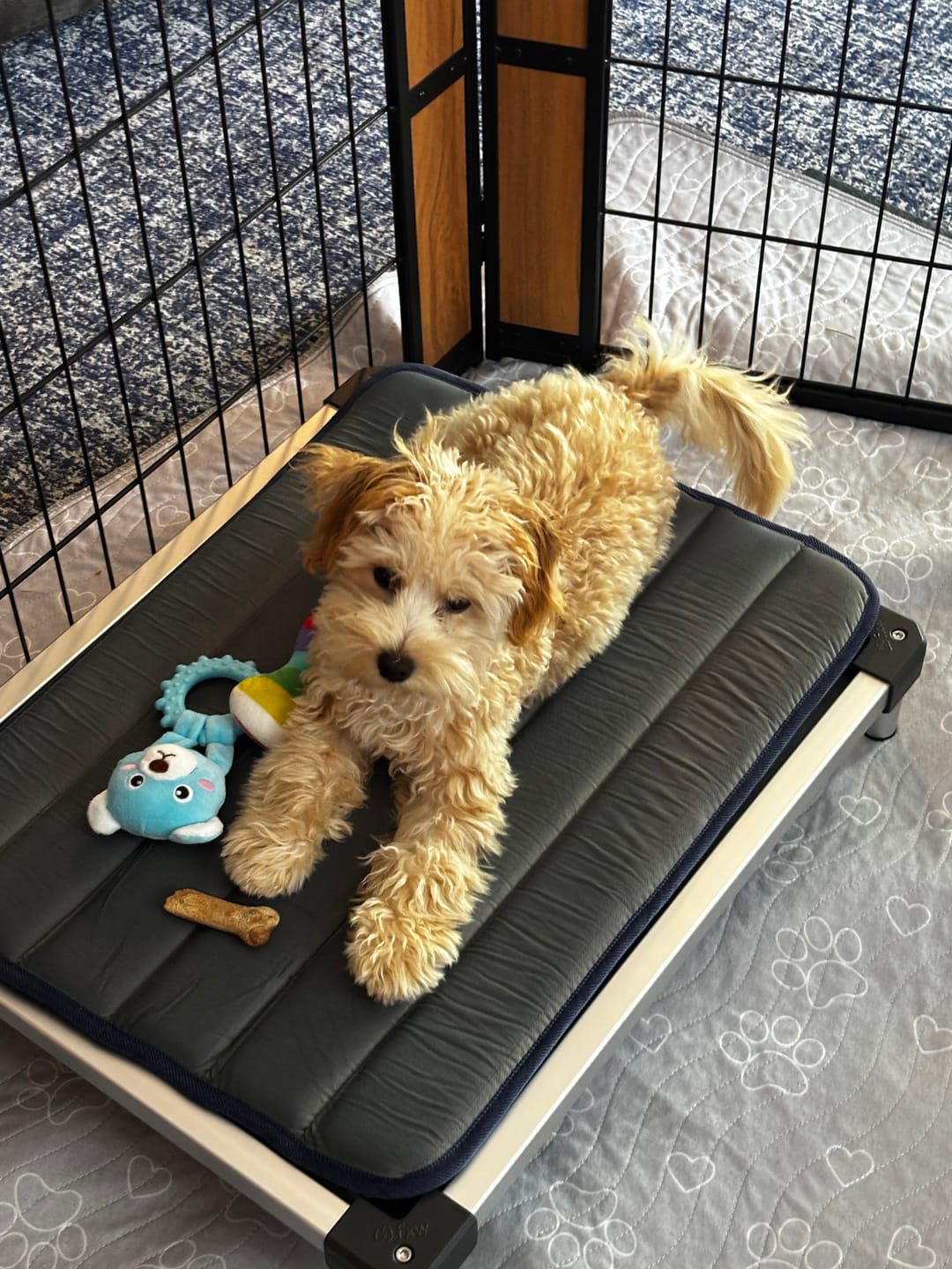 Customer photo review of TitanNest Padded Chew-Proof Elevated Dog Bed for Your Chewer