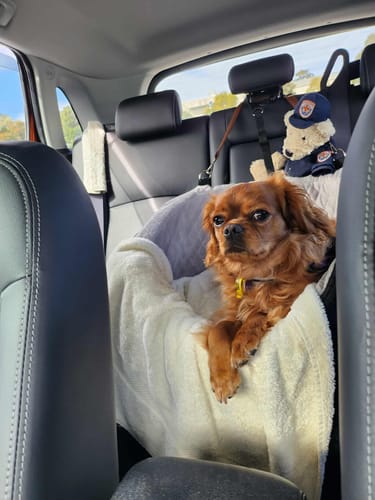 Customer photo review of Dog Car Booster Seat
