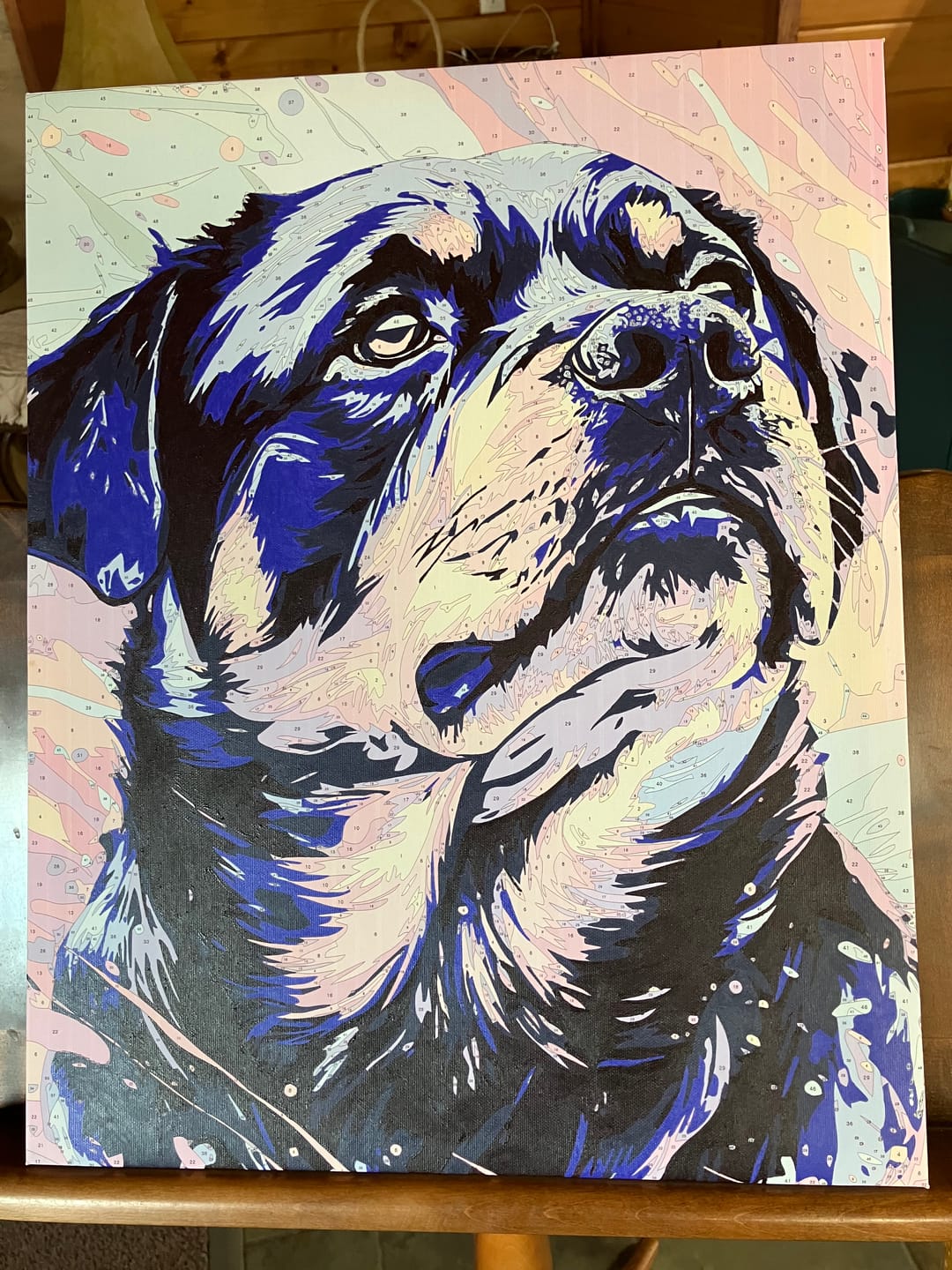Customer photo review of Color Explosion Rottie