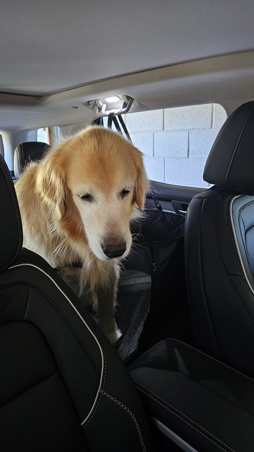 Customer photo review of 4Knines Hard Bottom Extender Car Seat Cover for Dogs - Regular