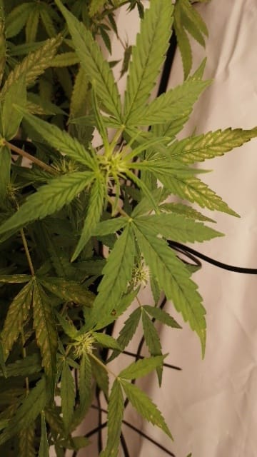 Customer photo review of Purple Haze 040 Cannabis Samen - Extra Strong - Feminisierte Autoflowering Samen