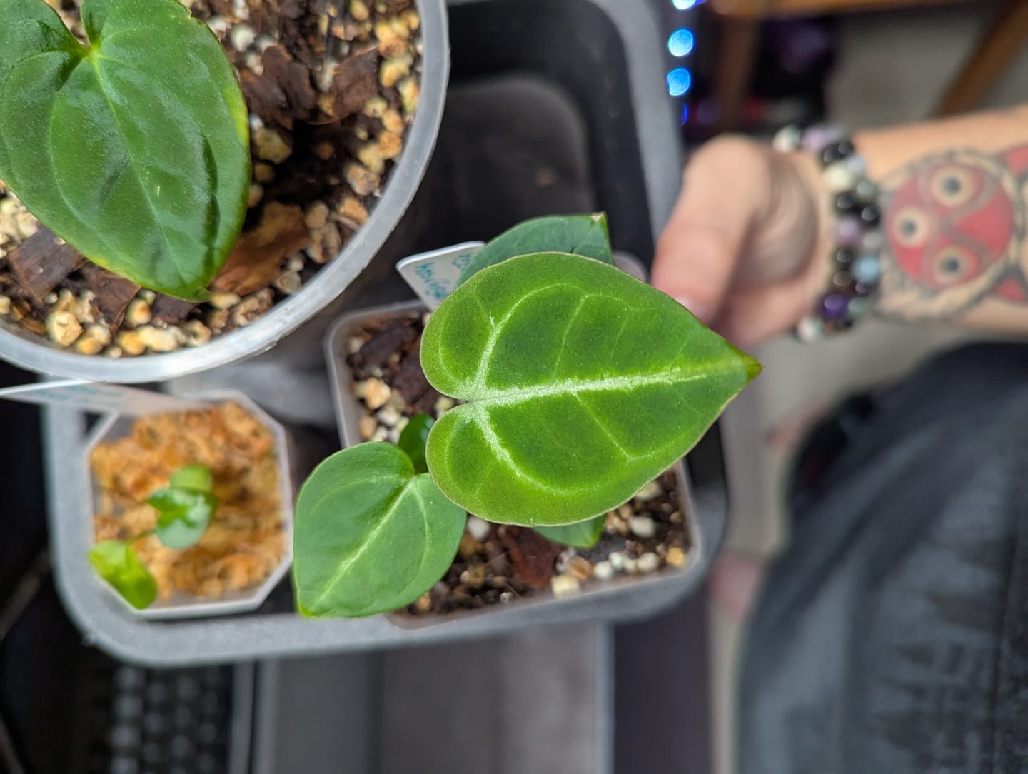 Customer photo review of Kelpy Food for Plants