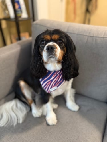 Customer photo review of Buffapup Bandana