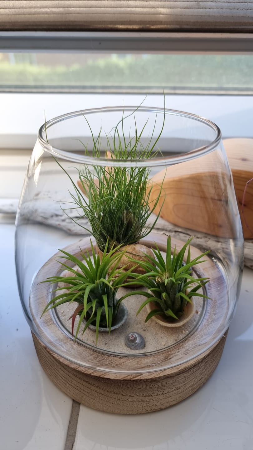 Customer photo review of Tillandsia ionantha 'Red Marble'