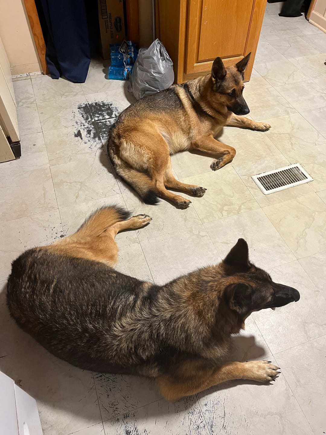 Customer photo review of BUY 3 BAGS & SAVE iHeartDogs Allergy & Itch Relief Chews for Dogs